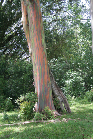 Illustration for article titled These Eucalyptus Trees Look Like They Are Made Of Crayons